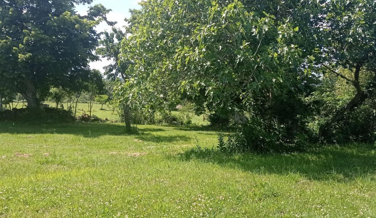 Tente Safari Lodge Dans Foret Luxuriante Vielle-Tursan Zewnętrze zdjęcie